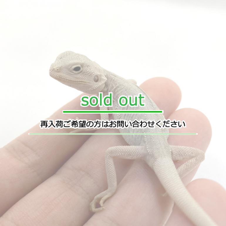 フトアゴヒゲトカゲ（ハイポレザーゼロ） | Axanthic(アザン